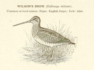 Gallinago delicata, from https://archive.org/details/historyofgamebir1912forb