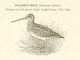 Gallinago delicata, from https://archive.org/details/historyofgamebir1912forb