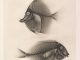from https://publicdomainreview.org/collections/early-experiments-with-x-rays-1896/