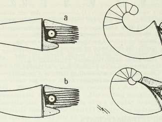 from https://www.biodiversitylibrary.org/bibliography/46294