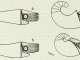 from https://www.biodiversitylibrary.org/bibliography/46294