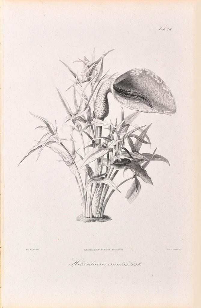 dead horse arum lily