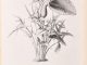dead horse arum lily