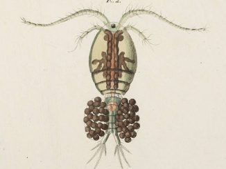 from https://www.lindahall.org/louis-jurine/