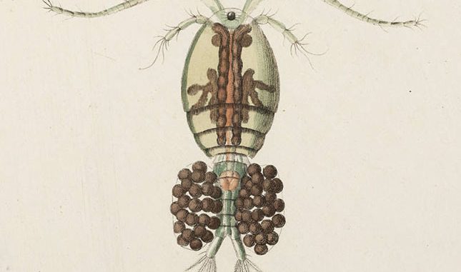 from https://www.lindahall.org/louis-jurine/