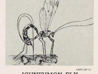 Ichneumon Fly, a scientific illustration