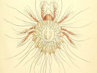 A scientific illustration of a mite.