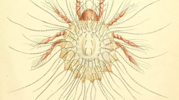 A scientific illustration of a mite.