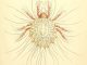 A scientific illustration of a mite.