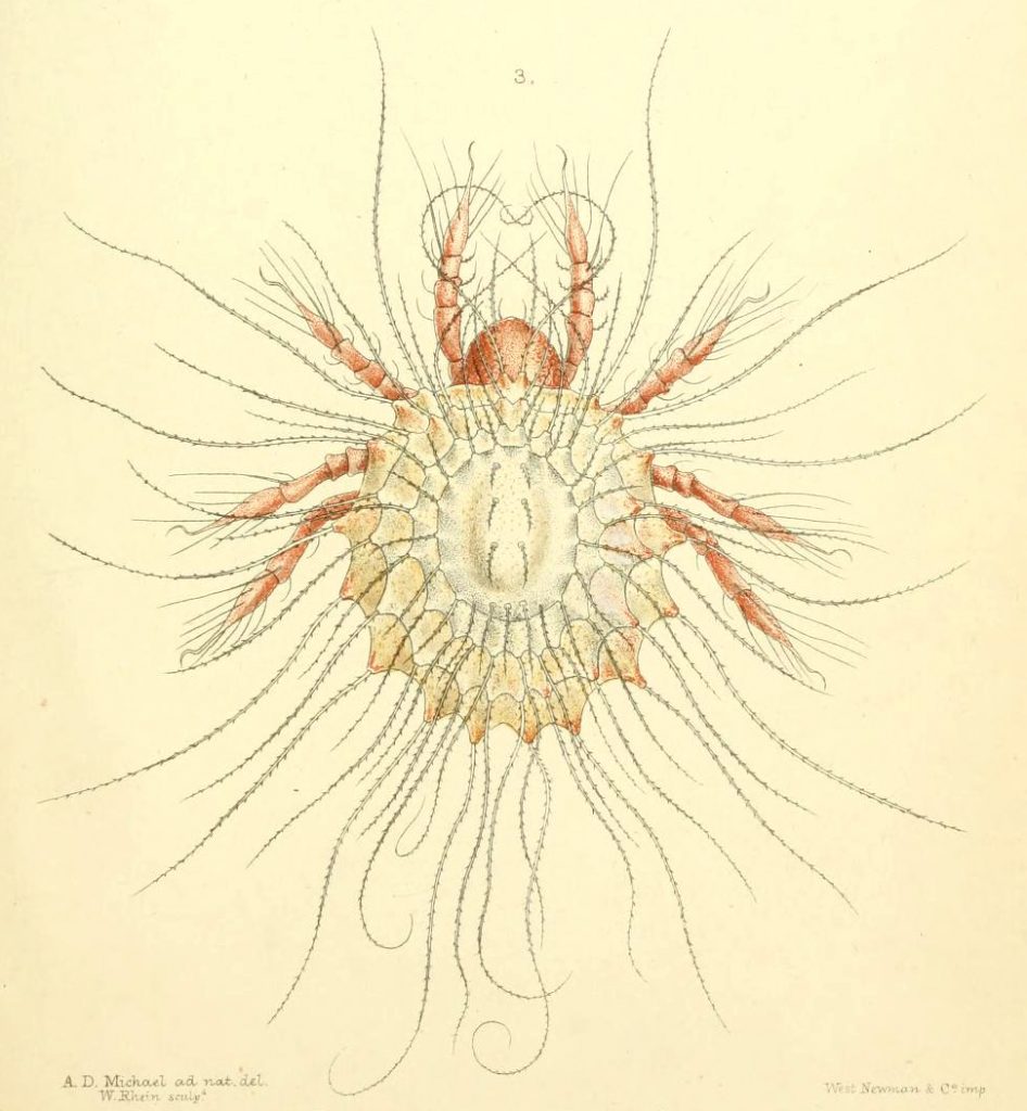 A scientific illustration of a mite.