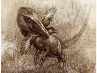 scientific illustration of a dinosaur eating a bird