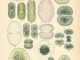 Scientific illustration of desmids (algae)