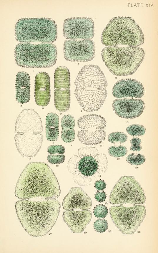Scientific illustration of desmids (algae)