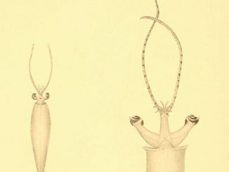 Scientific illustration of three kinds of squid, from 1912