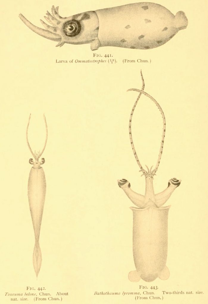 Scientific illustration of three kinds of squid, from 1912