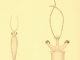 Scientific illustration of three kinds of squid, from 1912
