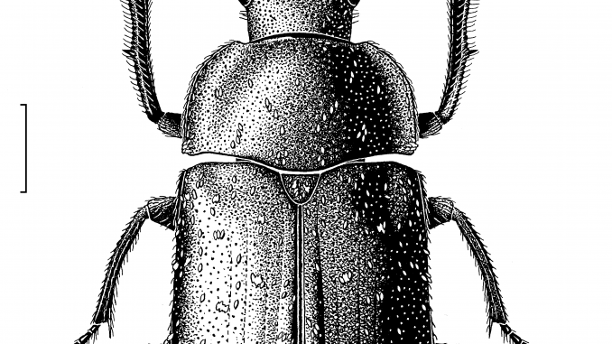 A scientific illustration of a beetle Des Helmore / Manaaki Whenua – Landcare Research.