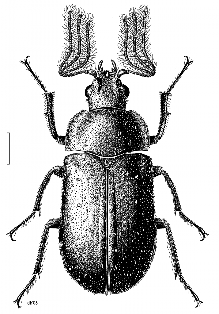 A scientific illustration of a beetle Des Helmore / Manaaki Whenua – Landcare Research.