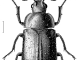 A scientific illustration of a beetle Des Helmore / Manaaki Whenua – Landcare Research.