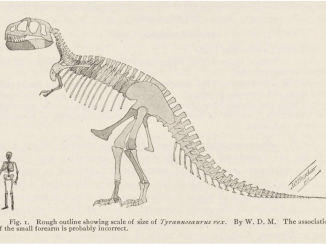 Scientific illustration of T rex, named by HF Osborn, discovered by Barnum Brown, drawn by WD Matthews. Big dinosaur!