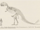 Scientific illustration of T rex, named by HF Osborn, discovered by Barnum Brown, drawn by WD Matthews. Big dinosaur!