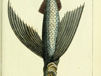 Scientific Illustration by DF Sotzmann of a tub gurnard or sapphirine gurnard, a kind of sea robin.