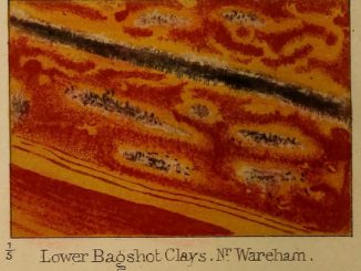Scientific Illustration of a geological sample, from On the Disposition of Iron in Variegated Strata, an image of iron in clay.