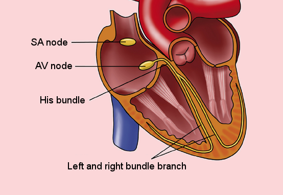 Scientific illustration of human anatomy; The normal conduction system of the heart, by Rob Kreuger