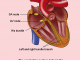 Scientific illustration of human anatomy; The normal conduction system of the heart, by Rob Kreuger