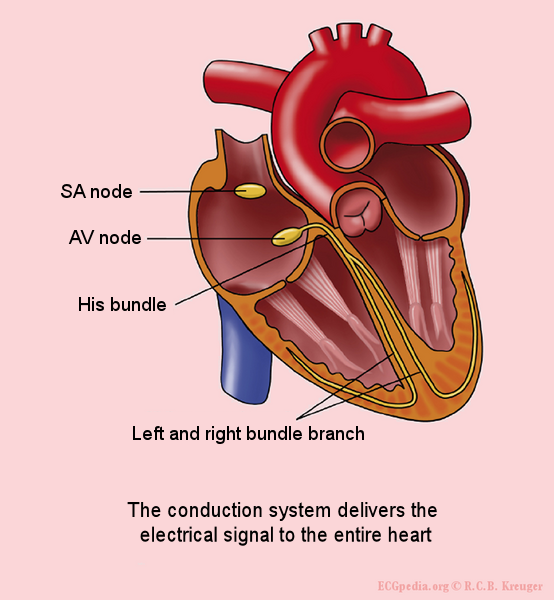 Science Art The Normal Conduction System Of The Heart By Rob Kreuger 