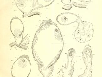 Scientific Illustration of the development of the gonophore - reproductive cells.