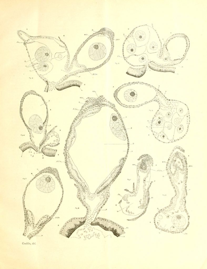 Scientific Illustration of the development of the gonophore - reproductive cells.