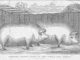 Scientific illustration of Genesee County "swill-pail" hogs, from Moore's Rural New-Yorker, 1862.