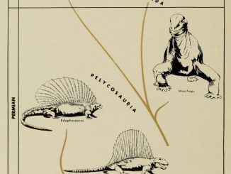 Scientific illustration of synapsid reptiles, which are not dinosaurs really, but include things like Dimetrodon, from The Dinosaur Book.