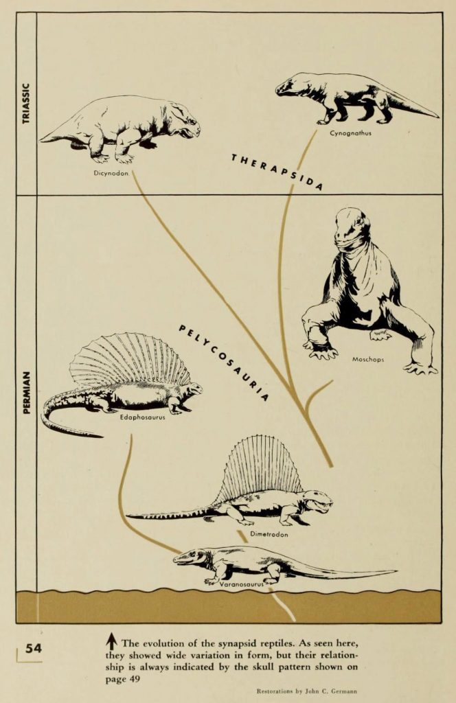 Scientific illustration of synapsid reptiles, which are not dinosaurs really, but include things like Dimetrodon, from The Dinosaur Book.