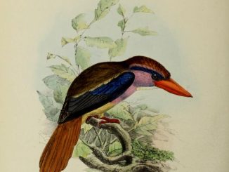 Scientific illustration of a lilac kingfisher, an Indonesian bird, from the Biodiversity Heritage Library.
