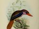 Scientific illustration of a lilac kingfisher, an Indonesian bird, from the Biodiversity Heritage Library.