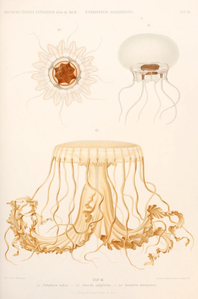 Scienitific illustration of jellyfish from the 1800s, the Valdivia Expedition