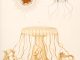 Scienitific illustration of jellyfish from the 1800s, the Valdivia Expedition