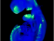 Scientific illustration of a mouse embryo, taken with optical projection tomography, showing how loss of the BMP Antagonist expresses itself in syndactyly - in other words, a syndrome in which gene differences affect how fingers and toes grow.