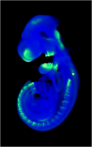 Scientific illustration of a mouse embryo, taken with optical projection tomography, showing how loss of the BMP Antagonist expresses itself in syndactyly - in other words, a syndrome in which gene differences affect how fingers and toes grow.