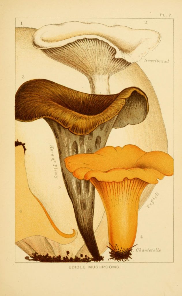 Scientific illustration of a puffball, sweetbread, horn of plenty and chanterelle mushroom, from Edible and poisonous mushrooms:. London,Society for Promoting Christian Knowledge,1894..