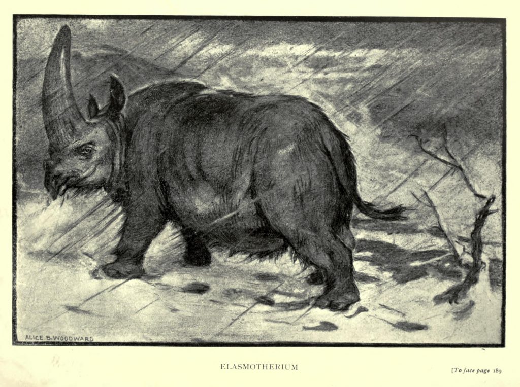 Scientific illustration of a prehistoric rhinoceros, an elasmotherium