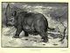 Scientific illustration of a prehistoric rhinoceros, an elasmotherium
