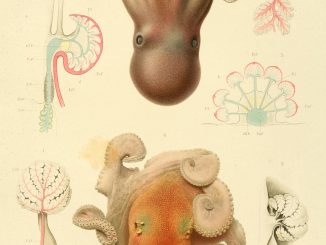 Scientific illustration of octopuses from an expedition by Prince Albert I of Monaco, a keen oceanographer and biologist.