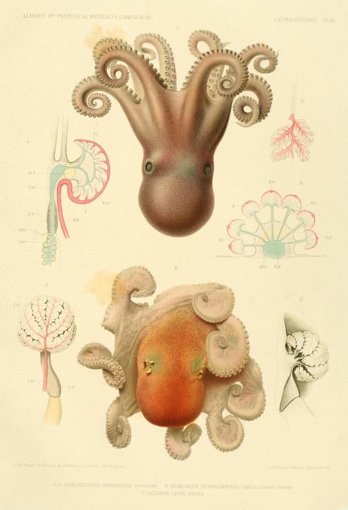 Scientific illustration of octopuses from an expedition by Prince Albert I of Monaco, a keen oceanographer and biologist.