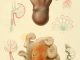 Scientific illustration of octopuses from an expedition by Prince Albert I of Monaco, a keen oceanographer and biologist.
