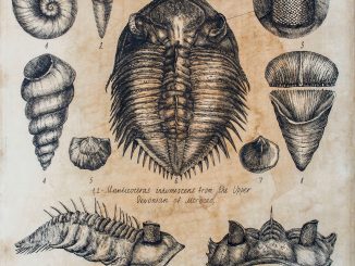 scientific illustration of prehistoric shellfish and a trilobite.