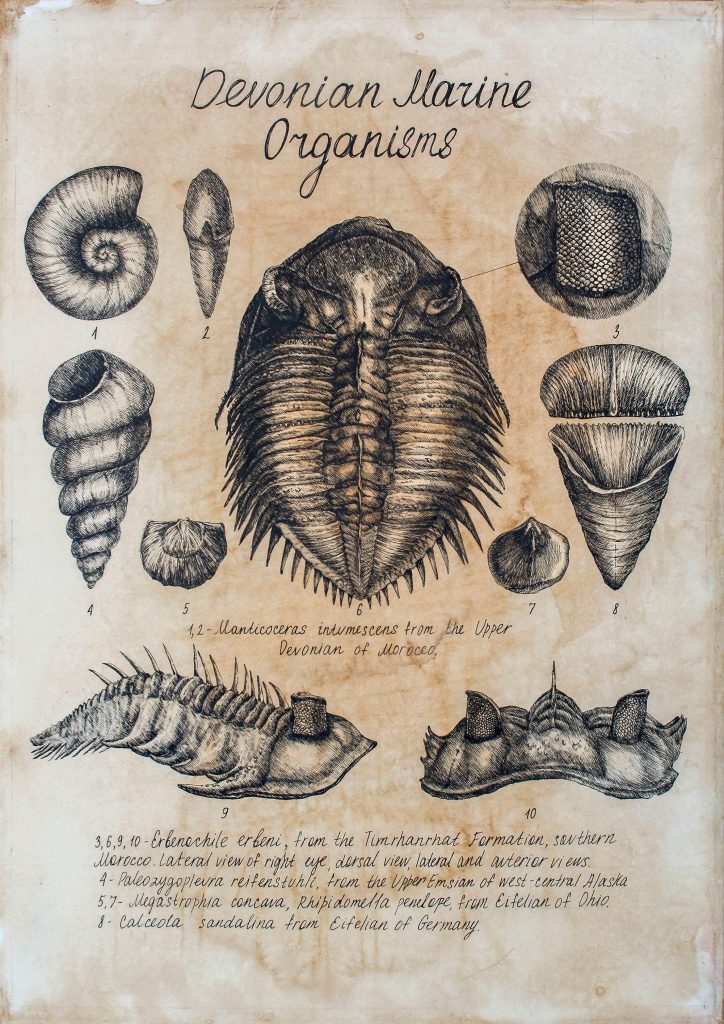 scientific illustration of prehistoric shellfish and a trilobite.