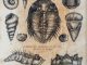 scientific illustration of prehistoric shellfish and a trilobite.